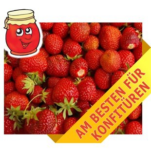 Erdbeeren Senga Sengana 10 Stück • Erdbeerpflanzen.ch